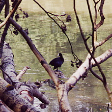 Photographie : foulque sur un arbre mort tomb  l'eau.