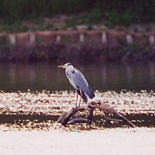 Photographie : hron perch sur des branchages au milieu de la rivire.