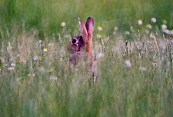 Photographie : lapins aux aguets dans les herbes  la tombe du jour.