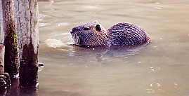 Photographie : ragondin dans l'eau.