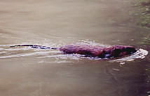 Photographie : rat musqu nageant.