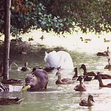 Photographie : ragondin, canards et cygne se prcipitant sur du pain.