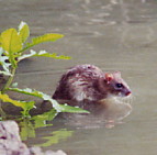 Photographie : surmulot dans l'eau.