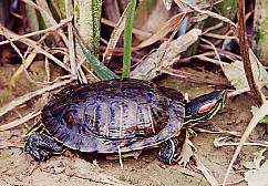 Photographie : tortue d'eau dans les joncs.